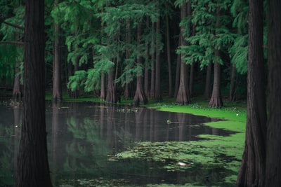 沼泽环绕着绿色松树白天
